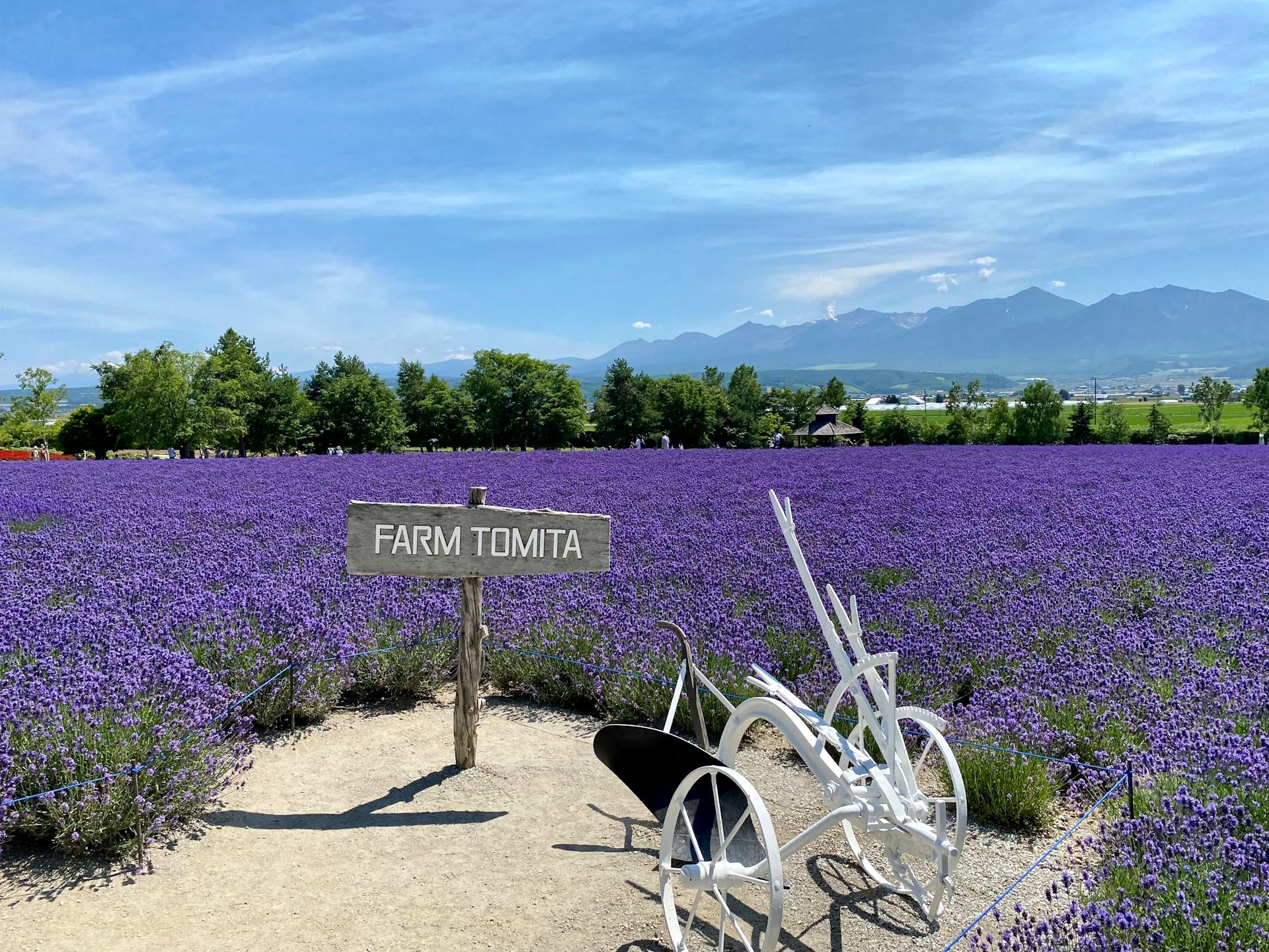 rom Lavender Fields to Tropical Beaches : Japan's Summer Wonders