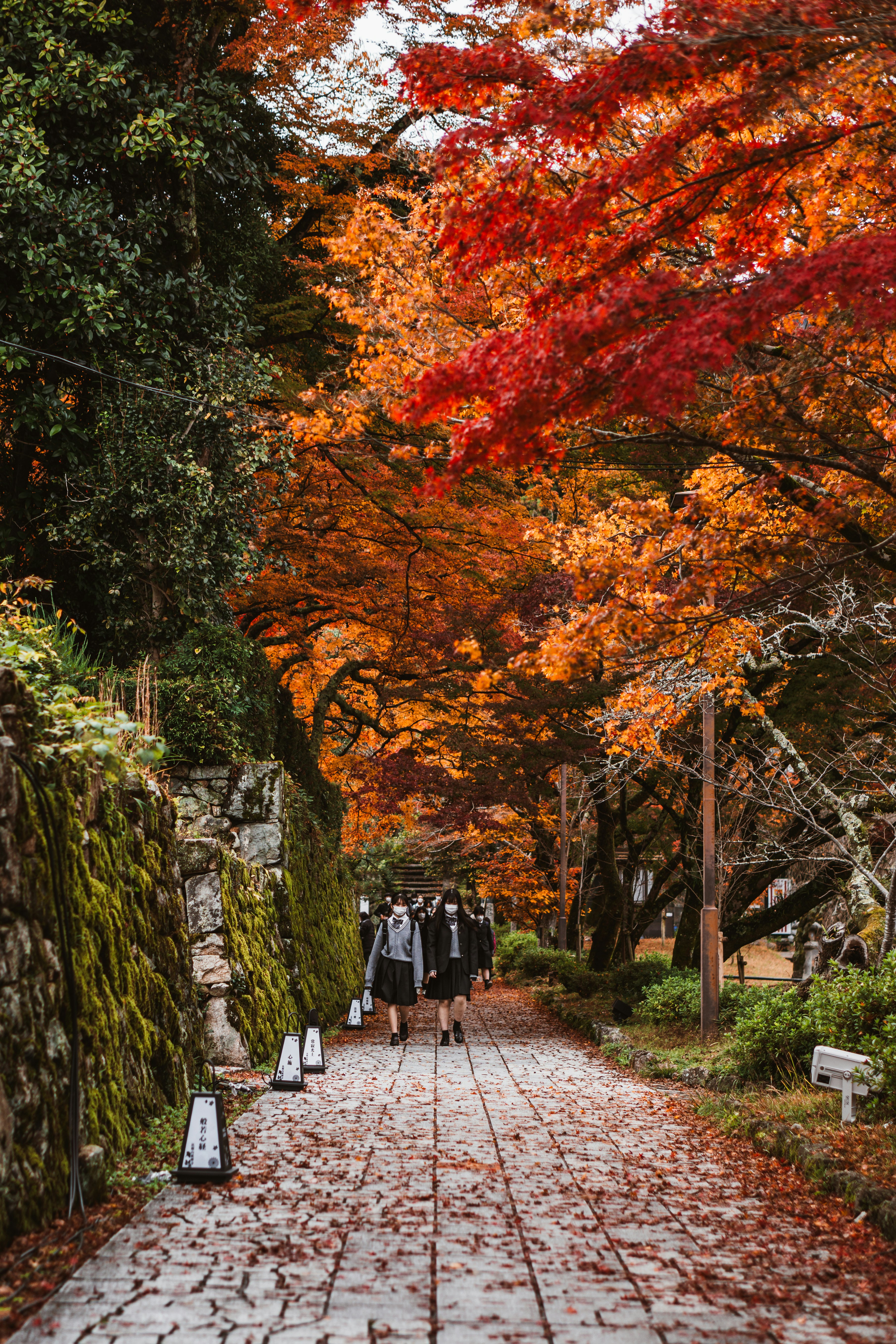 The Best Time to Visit Japan: A Complete Guide for Every Season